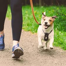 Why Daily Walks Are Essential for Your Dog’s Mental Health