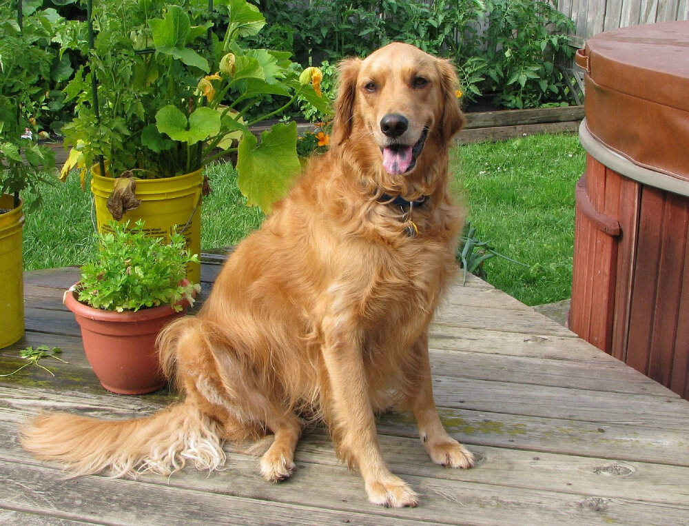 How not to breed your dog