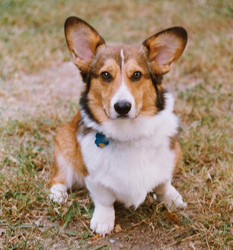 Pembroke Welsh Corgi