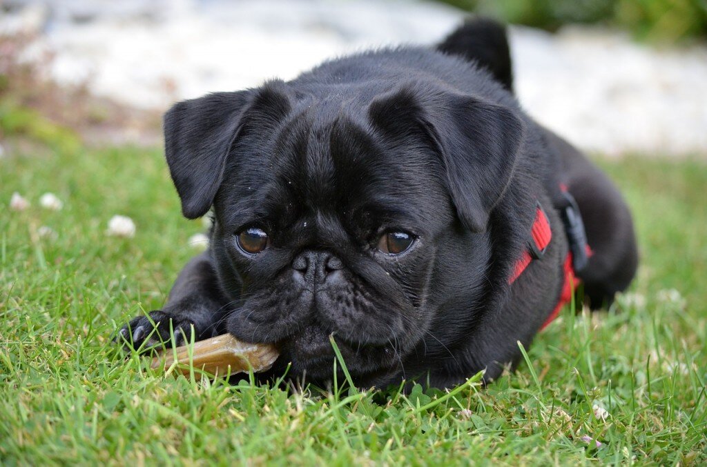 Charlie