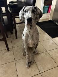 Cooper