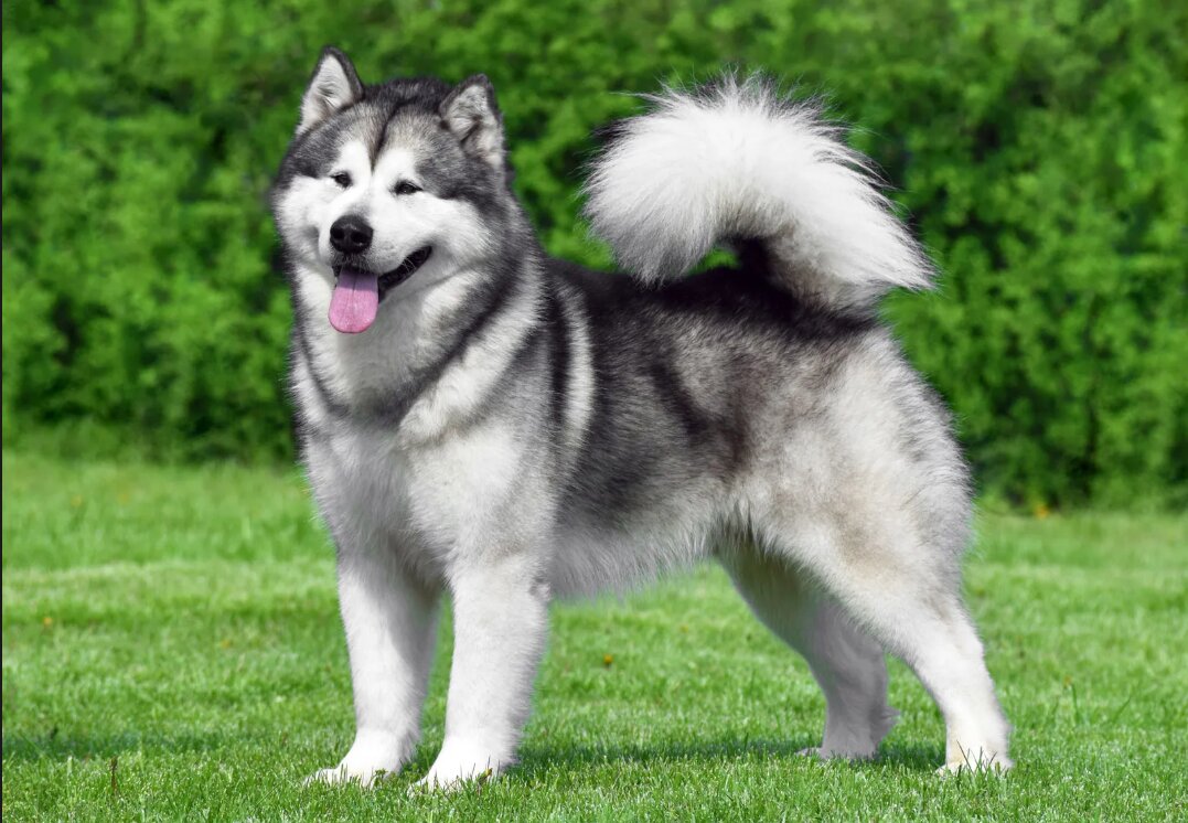 Alaskan Malamute